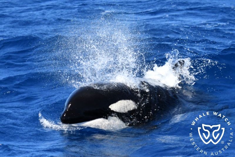 Whale Watch Western Australia