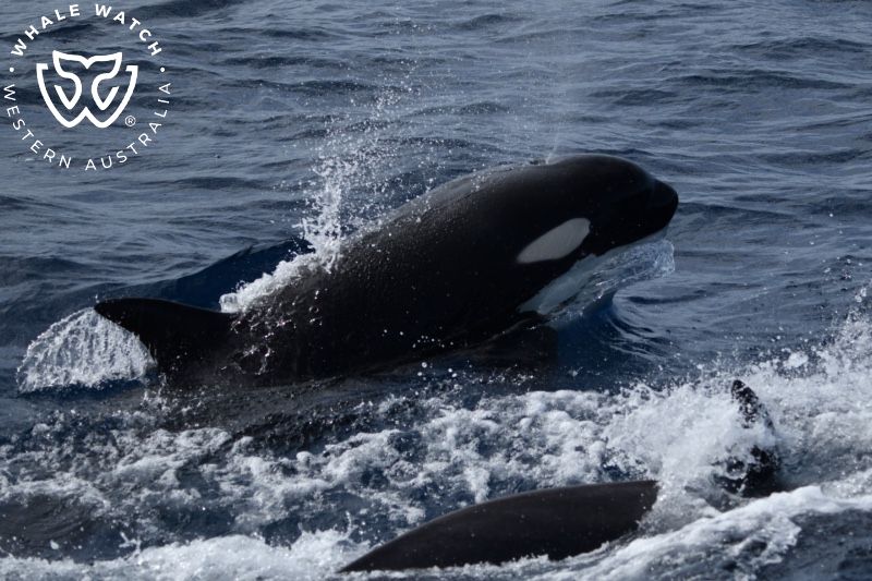 Whale Watch Western Australia