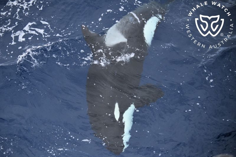 Whale Watch Western Australia