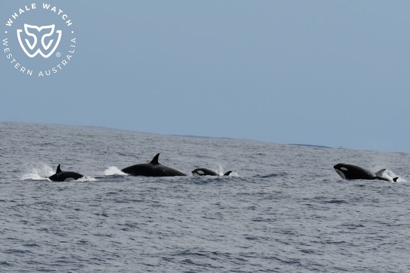 Whale Watch Western Australia