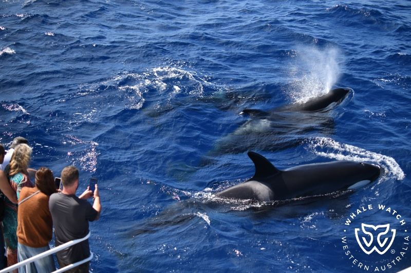 Whale Watch Western Australia