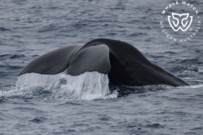 Whale Watch Western Australia