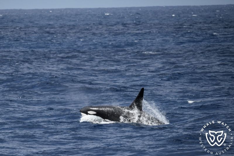 Whale Watch Western Australia
