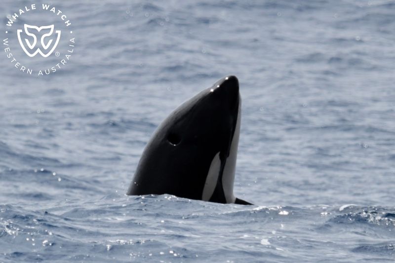 Whale Watch Western Australia