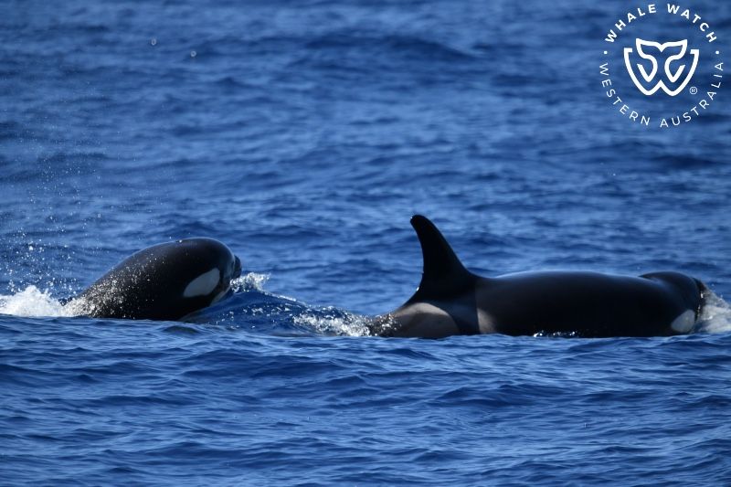 Whale Watch Western Australia