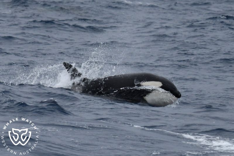 Whale Watch Western Australia