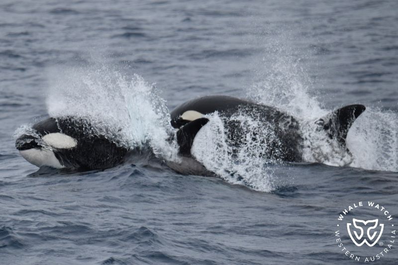 Whale Watch Western Australia