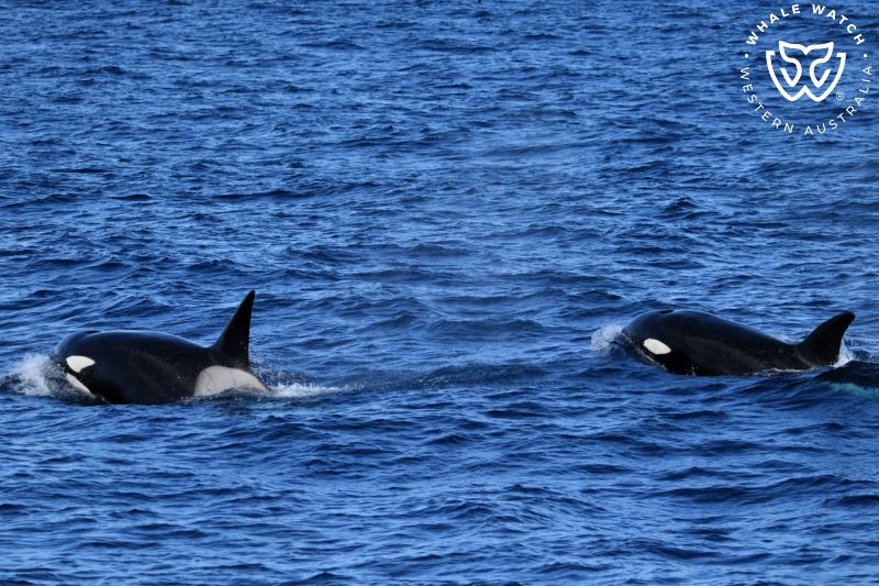 Whale Watch Western Australia