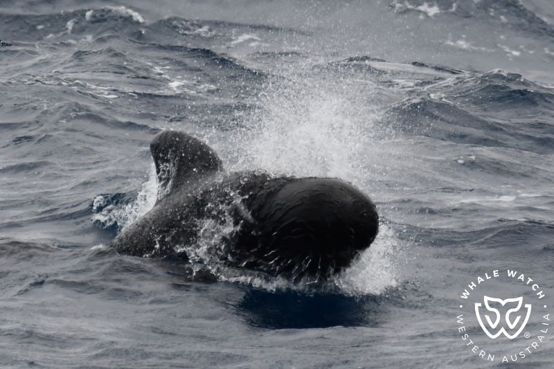Whale Watch Western Australia