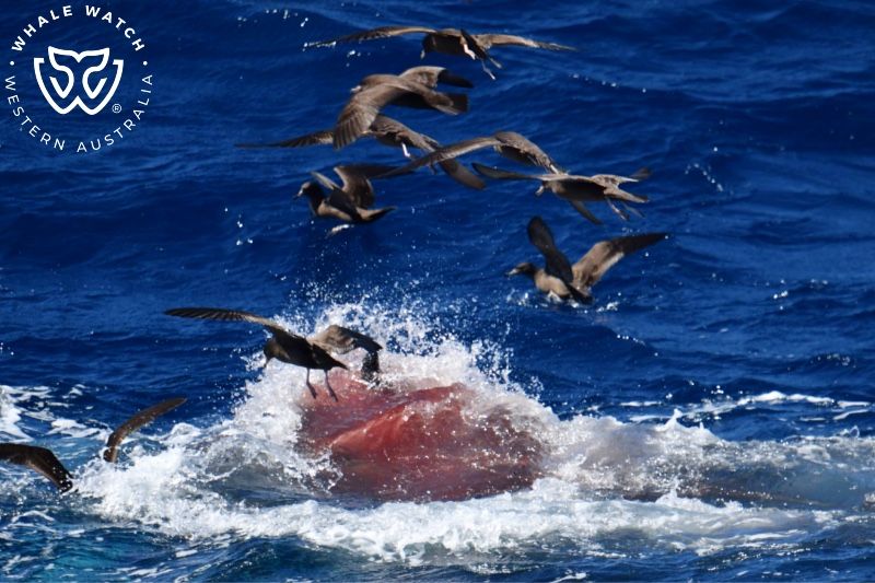 Whale Watch Western Australia