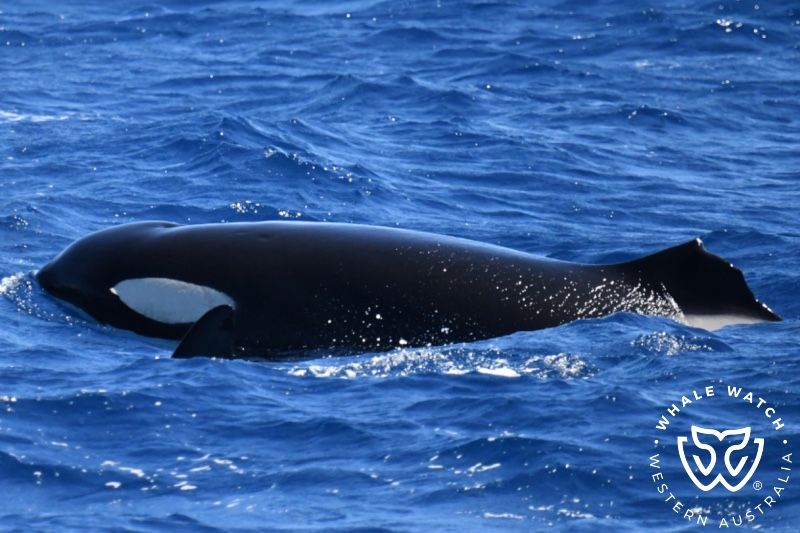 Whale Watch Western Australia