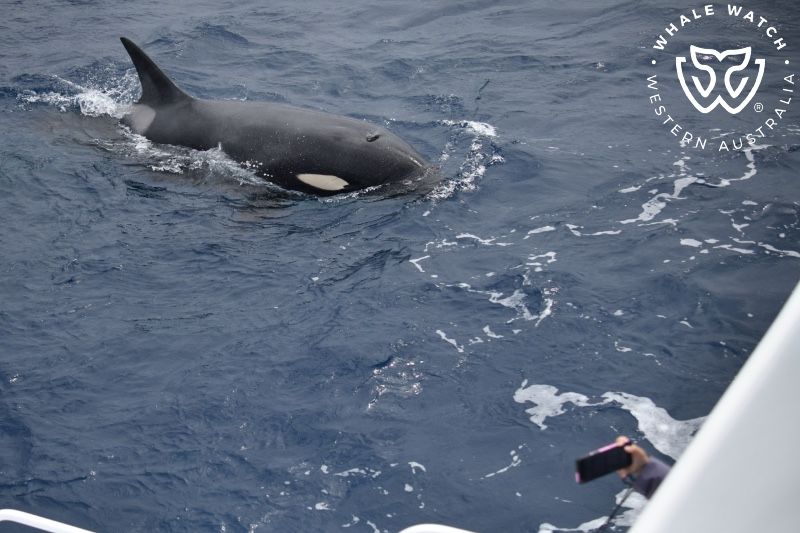 Whale Watch Western Australia