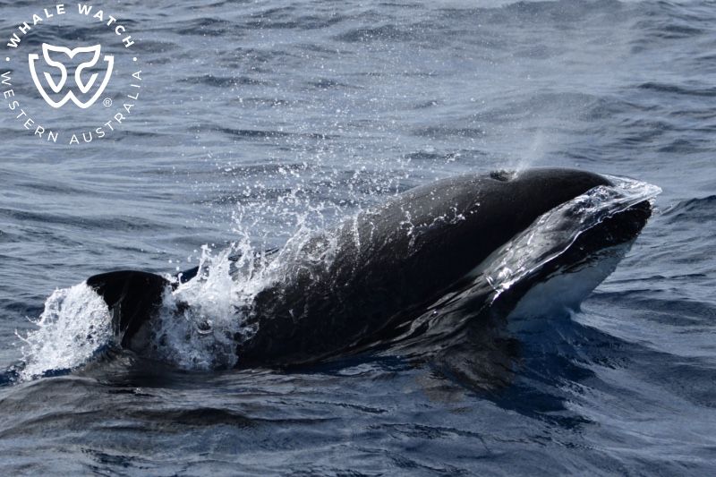 Whale Watch Western Australia