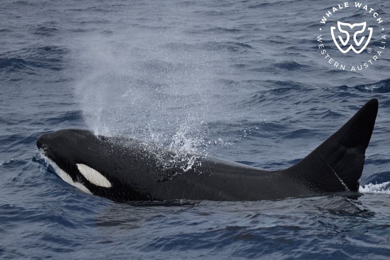 Whale Watch Western Australia