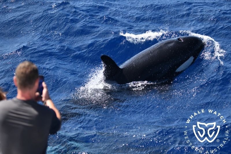 Whale Watch Western Australia