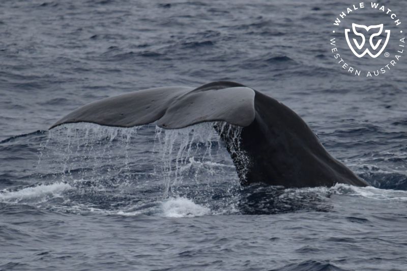 Whale Watch Western Australia