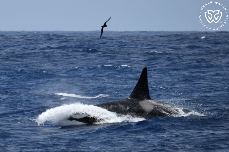 Whale Watch Western Australia