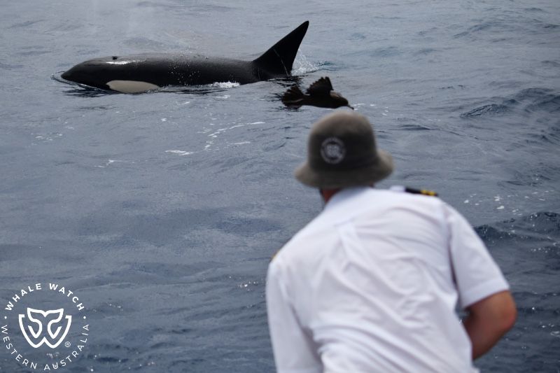 Whale Watch Western Australia