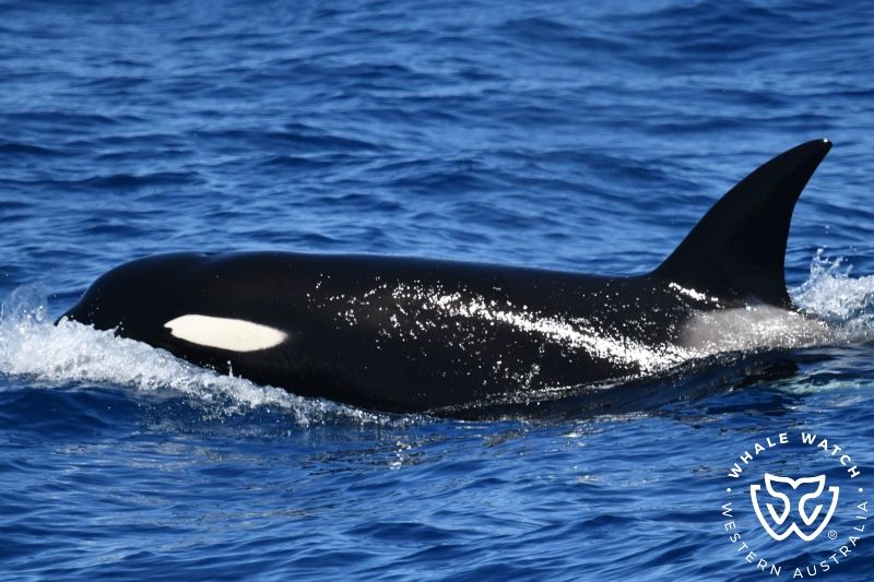 Whale Watch Western Australia