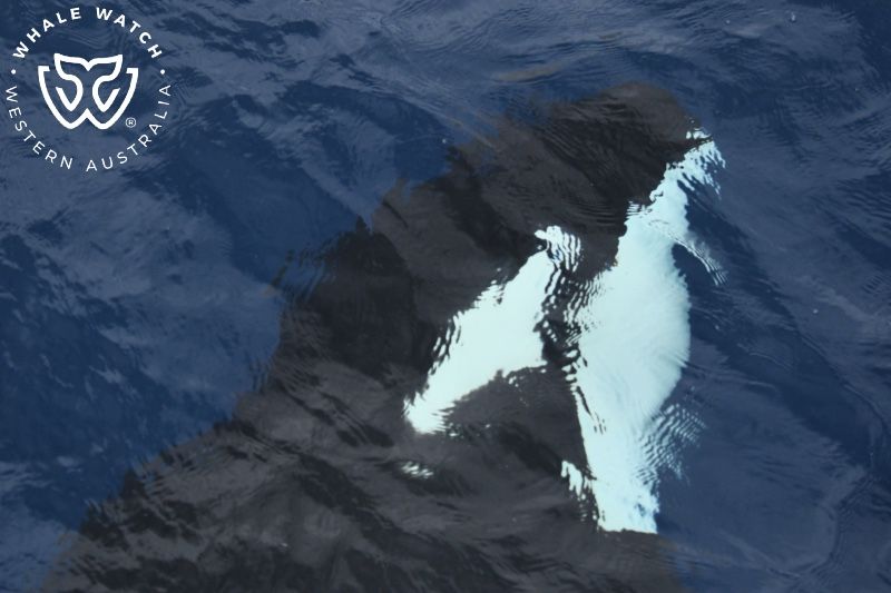 Whale Watch Western Australia