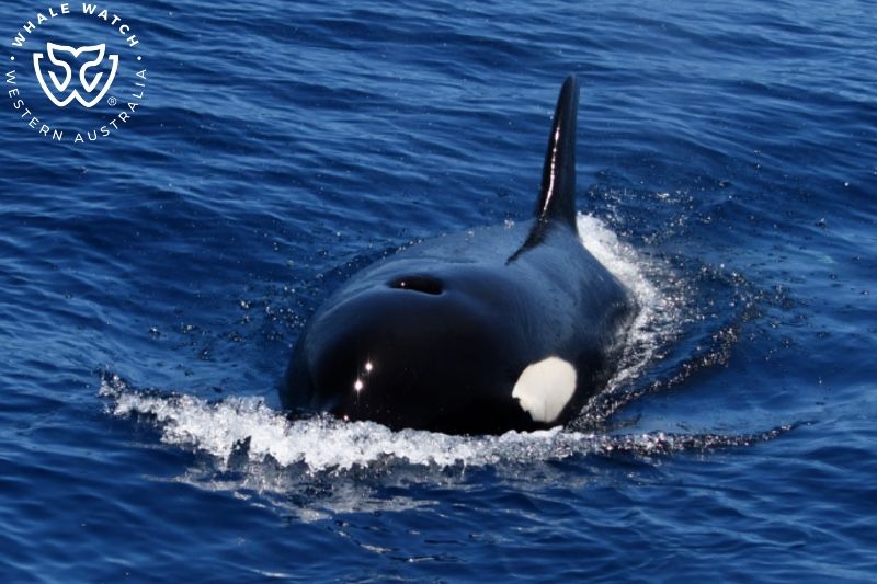 Whale Watch Western Australia