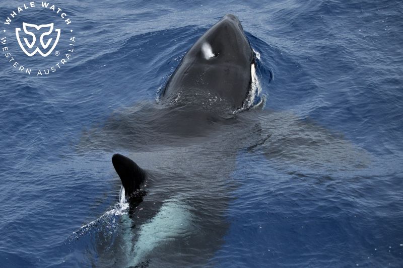 Whale Watch Western Australia