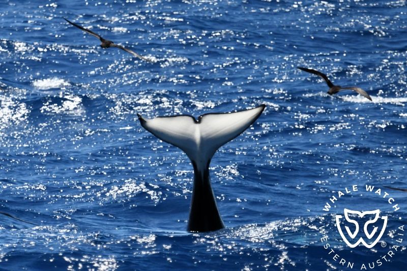 Whale Watch Western Australia