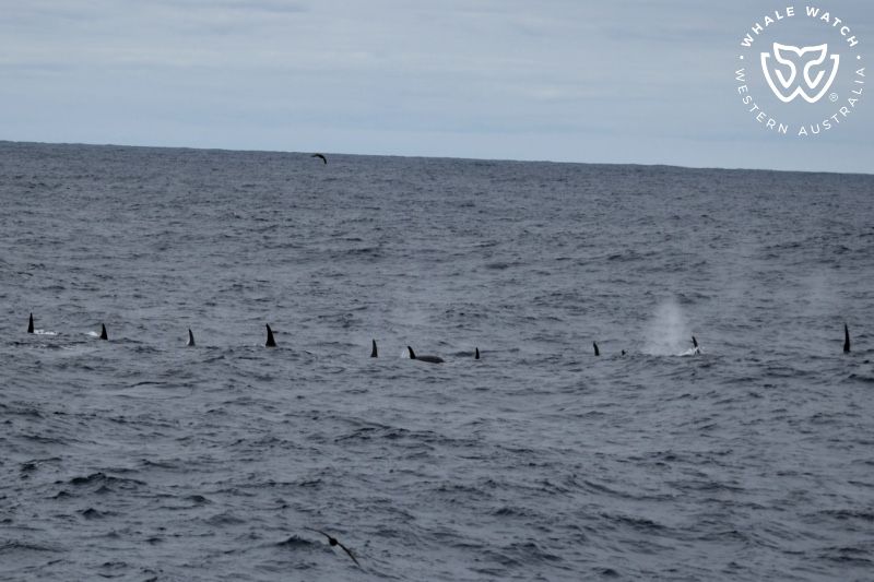 Whale Watch Western Australia