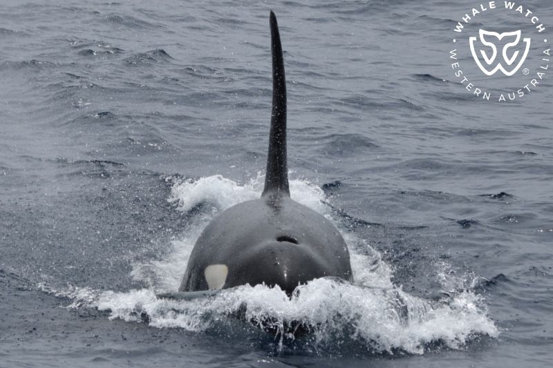 Whale Watch Western Australia