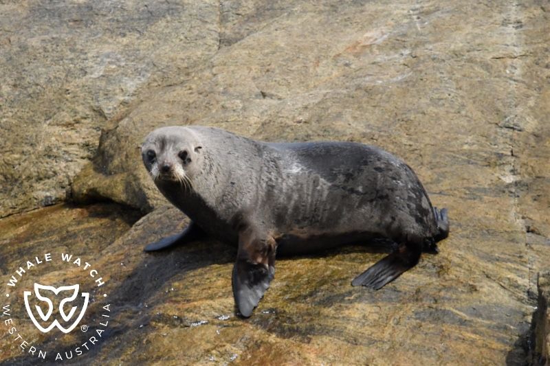 Whale Watch Western Australia