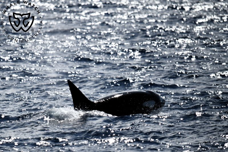 Whale Watch Western Australia