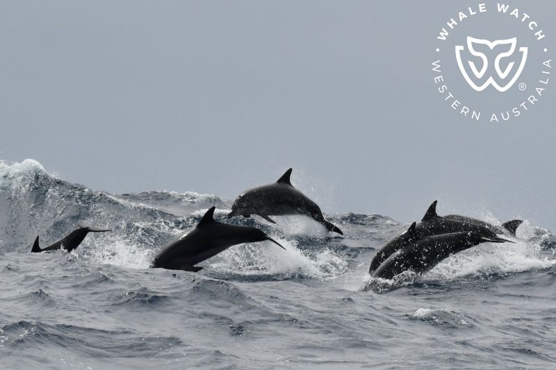 Whale Watch Western Australia