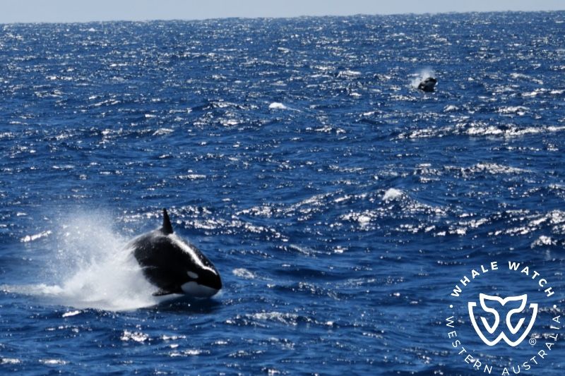 Whale Watch Western Australia