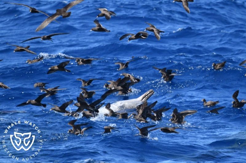 Whale Watch Western Australia