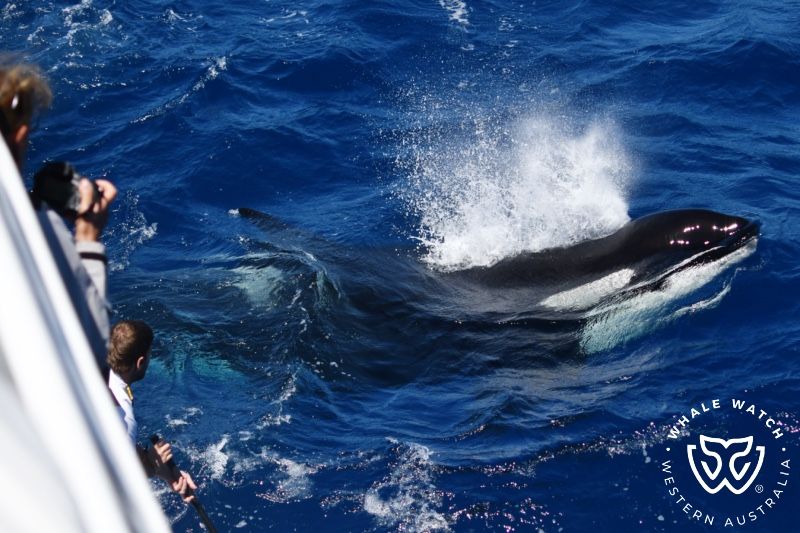 Whale Watch Western Australia