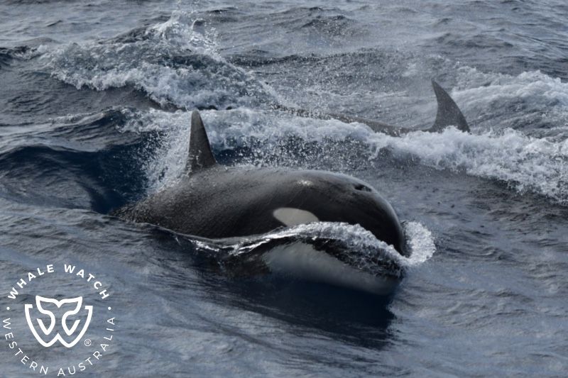 Whale Watch Western Australia