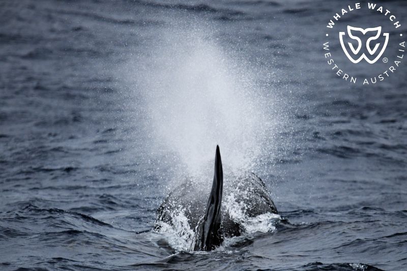Whale Watch Western Australia