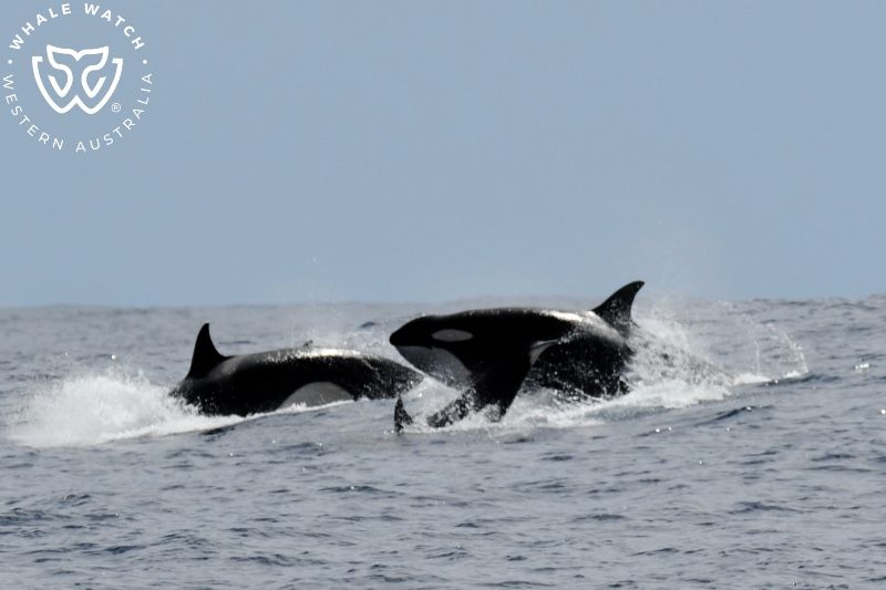 Whale Watch Western Australia