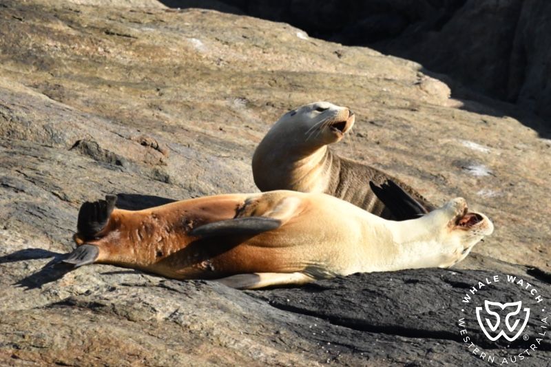 Whale Watch Western Australia