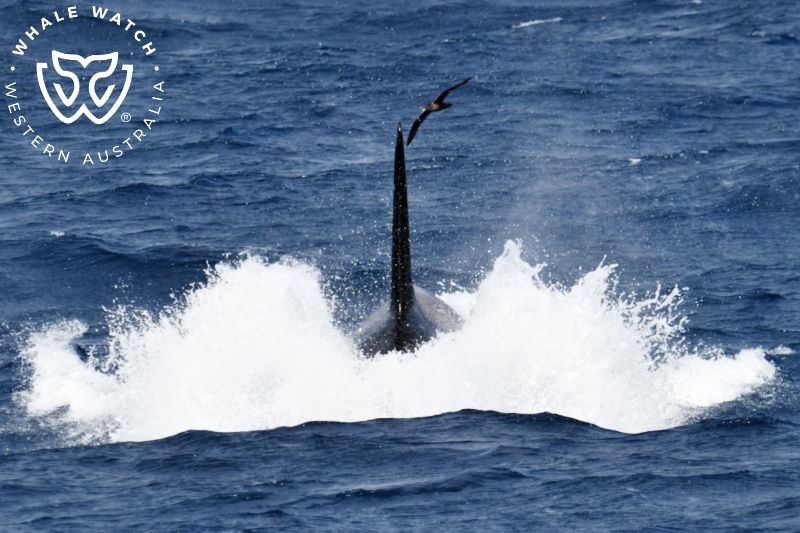 Whale Watch Western Australia