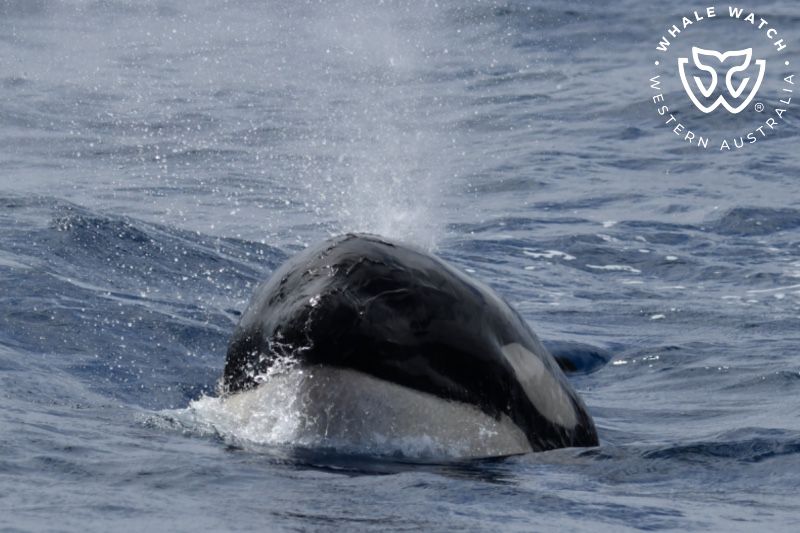Whale Watch Western Australia