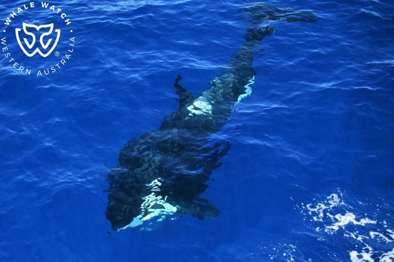 Whale Watch Western Australia