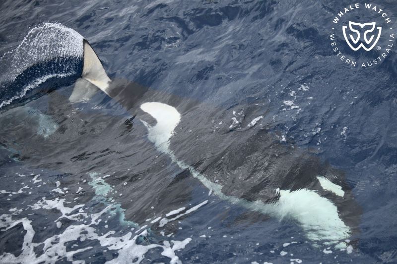 Whale Watch Western Australia