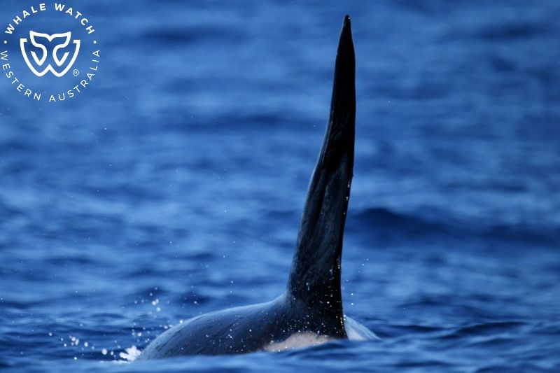 Whale Watch Western Australia