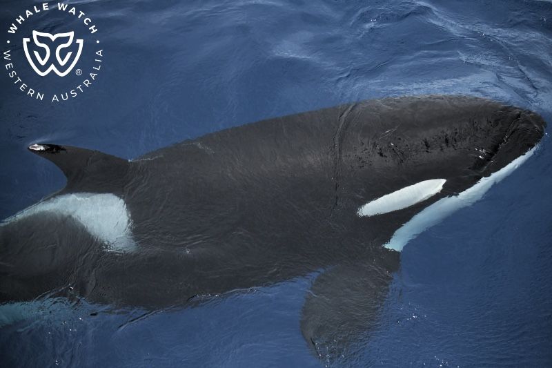 Whale Watch Western Australia