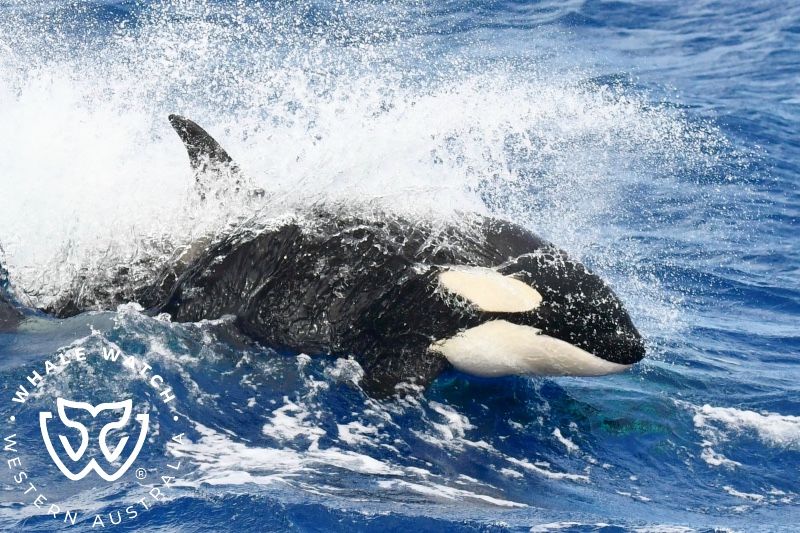 Whale Watch Western Australia