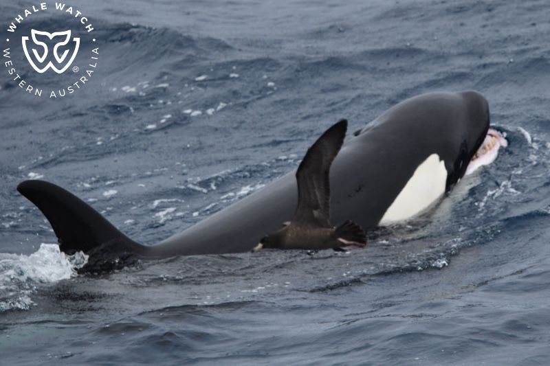Whale Watch Western Australia
