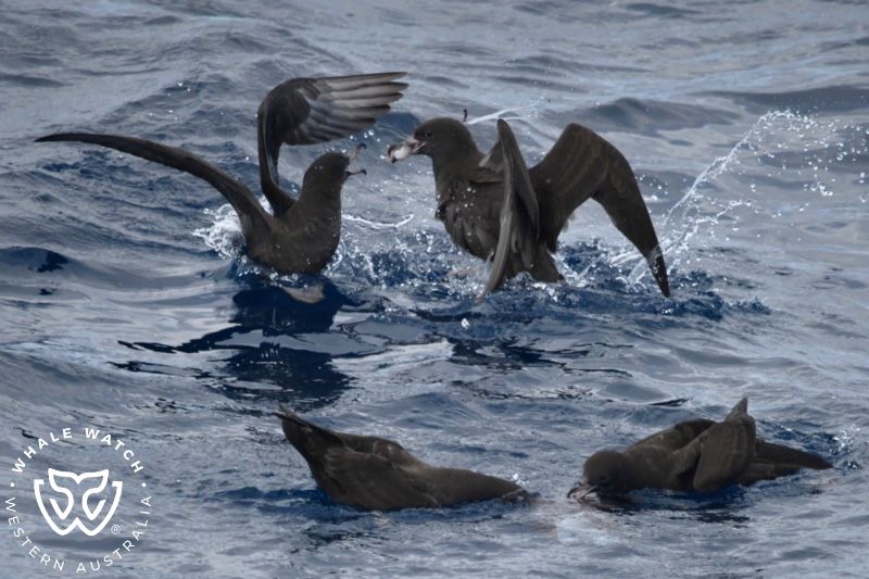 Whale Watch Western Australia