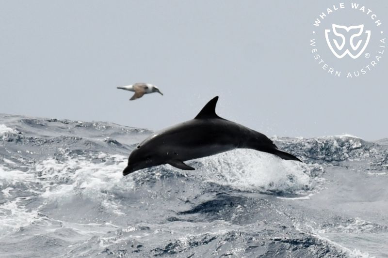 Whale Watch Western Australia