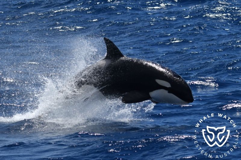 Whale Watch Western Australia